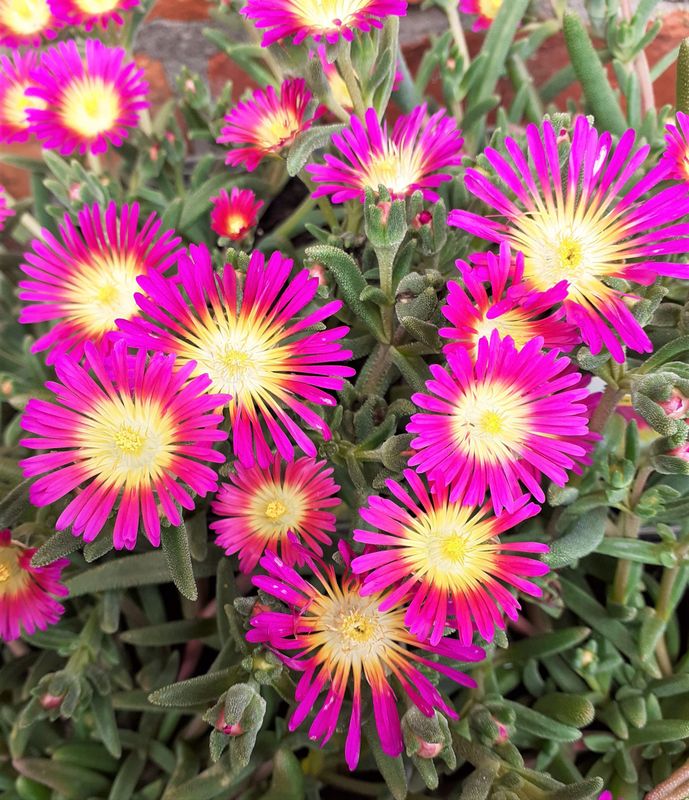 Delosperma cooperi Suntropics purple - vaso Ø9 cm