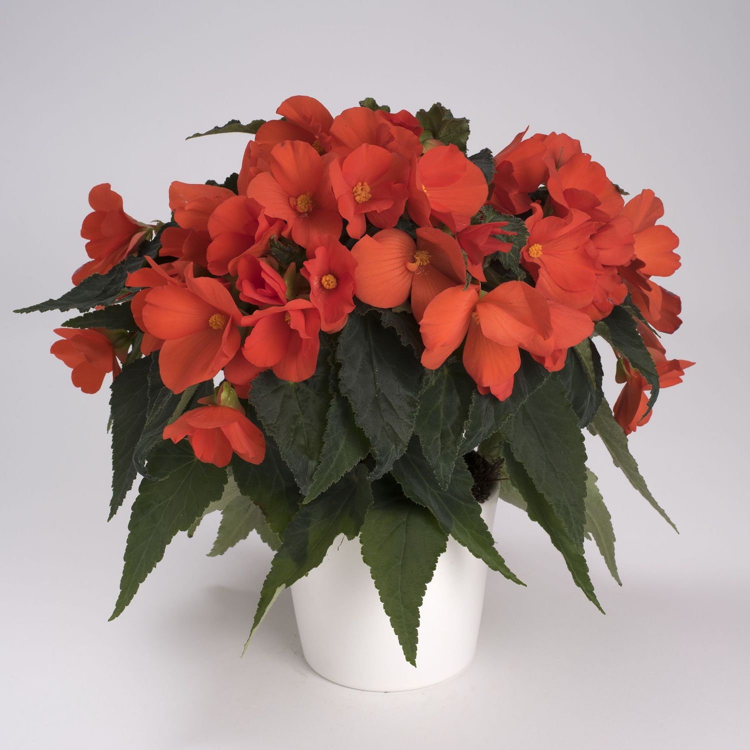 Begonia Florencio - vaso Ø14 cm Begonia Florencio - vaso Ø14 cm