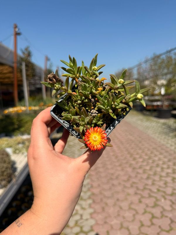 Delosperma cooperi Fire Wonder - vaso Ø9 cm