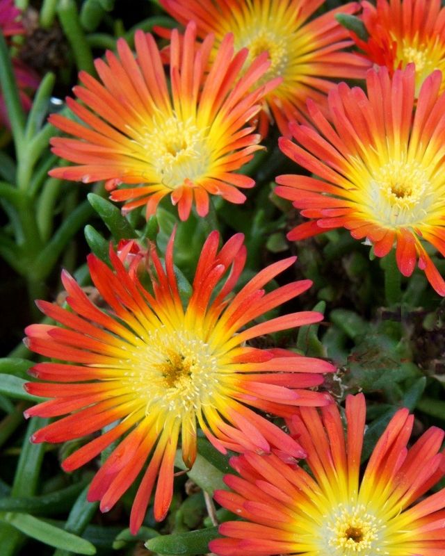 Delosperma cooperi Fire Wonder  - vaso Ø9 cm