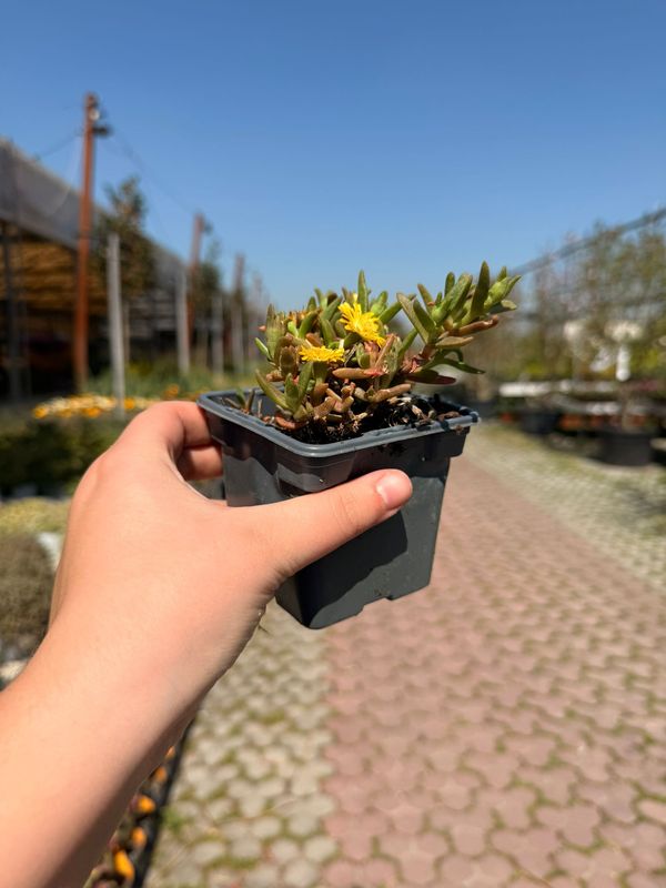 Delosperma cooperi Golden Wonder - vaso Ø9 cm