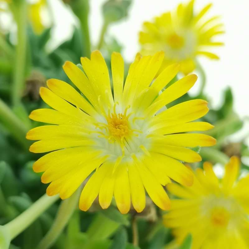 Delosperma cooperi Golden Wonder  - vaso Ø9 cm