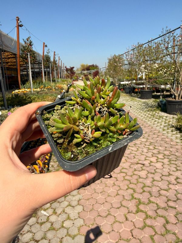 Delosperma cooperi Ocean Vibe Orange - vaso Ø9 cm