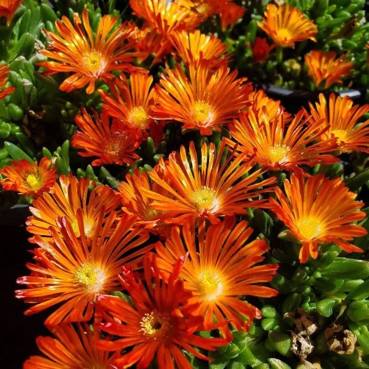 Delosperma cooperi Ocean Vibe Orange - vaso Ø9 cm Delosperma cooperi Ocean Vibe Orange - vaso Ø9 cm