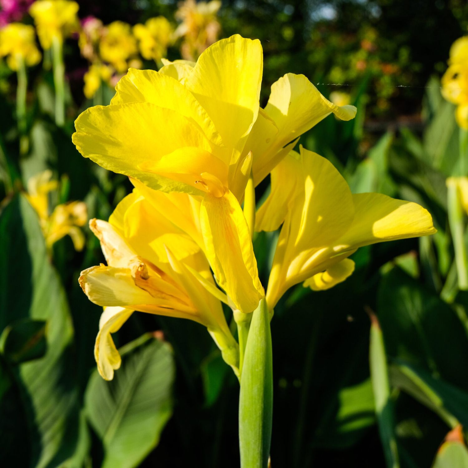 Canna indica, Canna indiana Canna brasiliensis 'Yellow' - vaso Ø14 cm