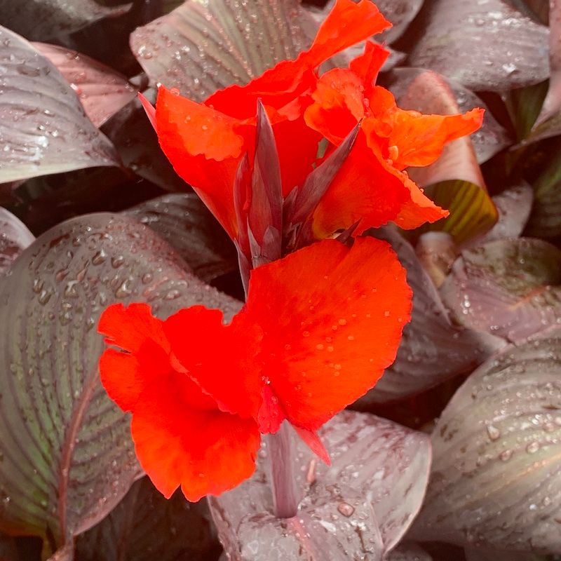 Canna indica, Canna indiana Canna brasiliensis 'Red' - vaso Ø14 cm