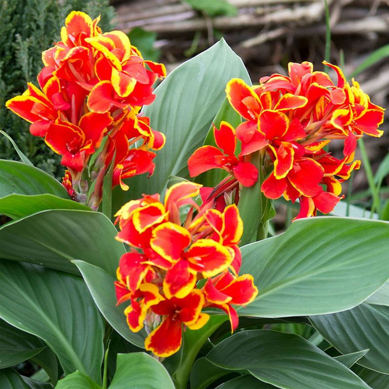 Canna indica, Canna indiana Canna brasiliensis 'Red Golden Flame' - vaso Ø14 cm