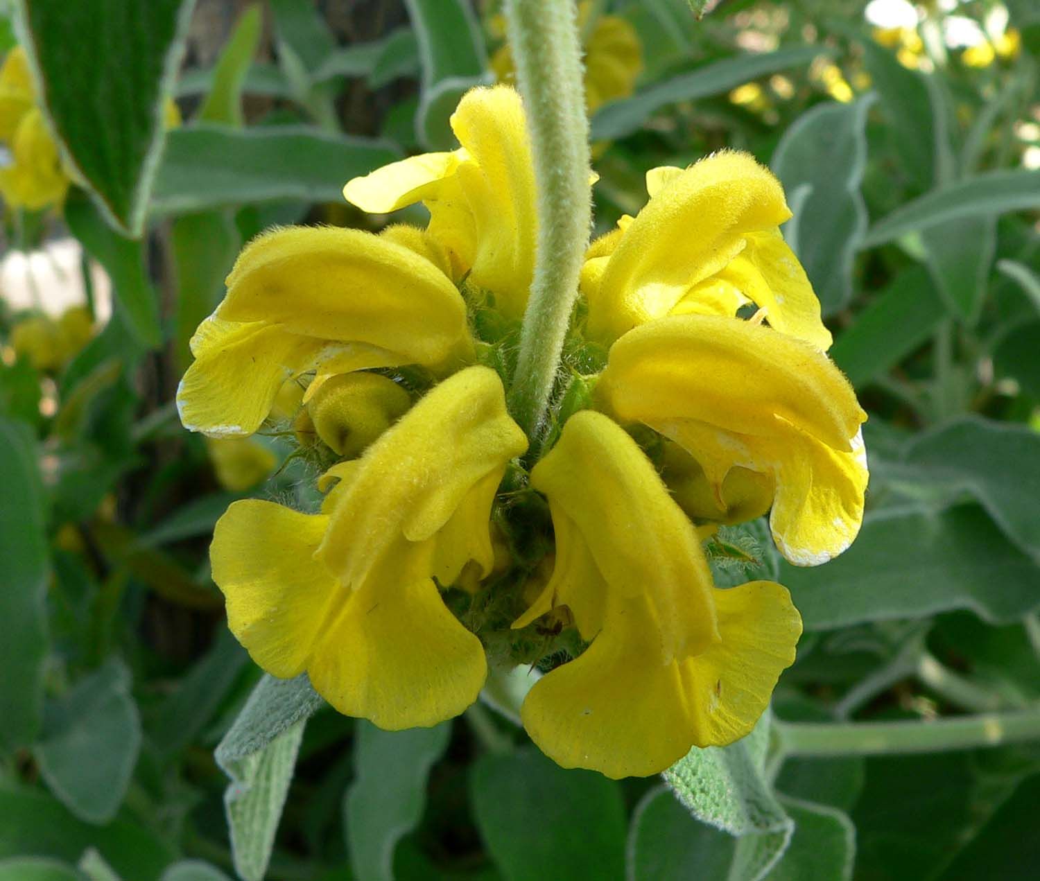 Phlomis fruticosa  - vaso Ø17 cm