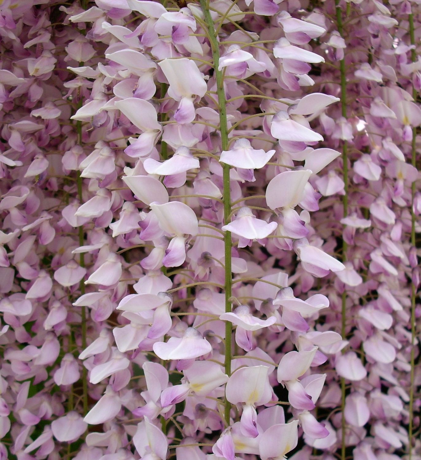 Glicine, Wisteria brachybotrys ‘Showa Beni’ - vaso Ø24 cm