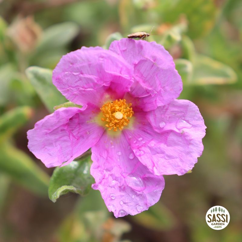 Cistus albidus rosa, Cisto - vaso Ø18 cm