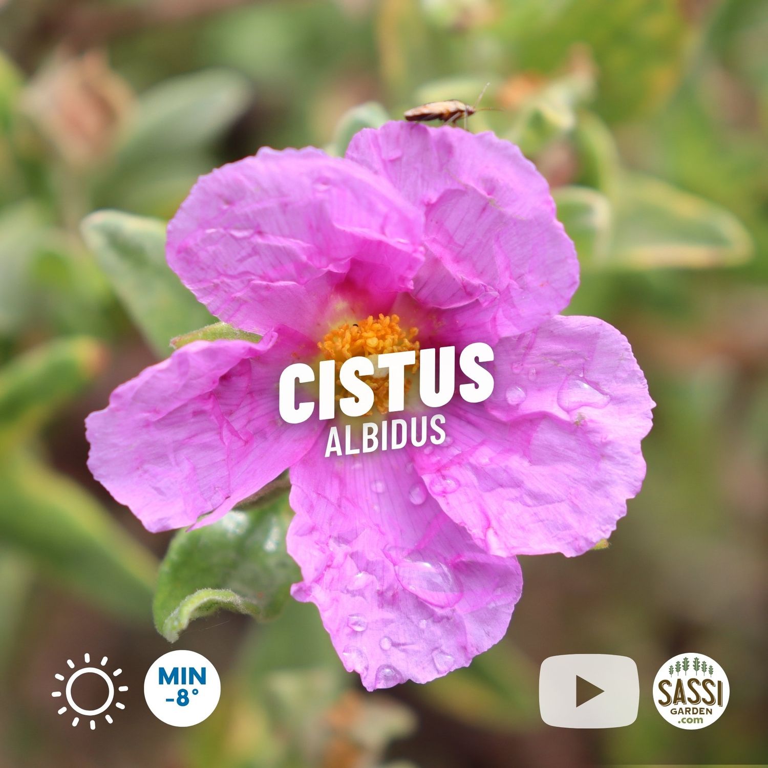Cistus albidus rosa, Cisto - vaso Ø18 cm Cistus albidus rosa, Cisto - vaso Ø18 cm