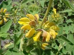 Phlomis bourgaei - vaso Ø17 cm Phlomis bourgaei - vaso Ø17 cm