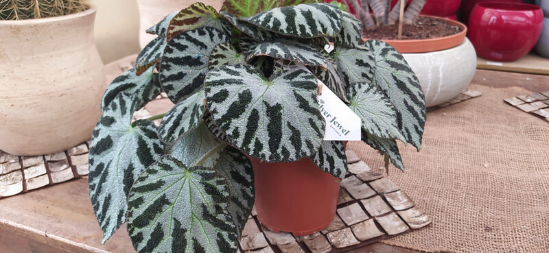 Begonia 'Silver Jewell' - vaso Ø12 cm
