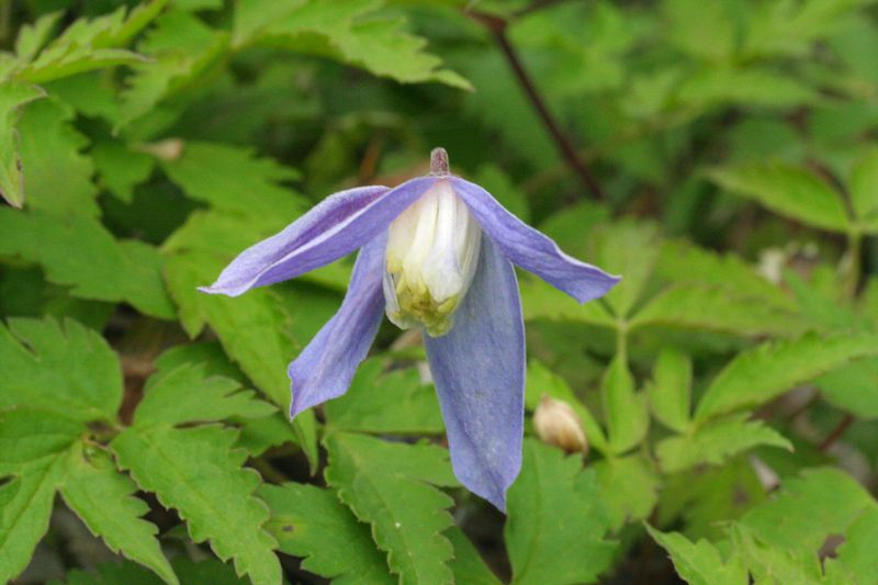 Clematide, Clematis alpina - vaso Ø17 cm, h 50-60 cm