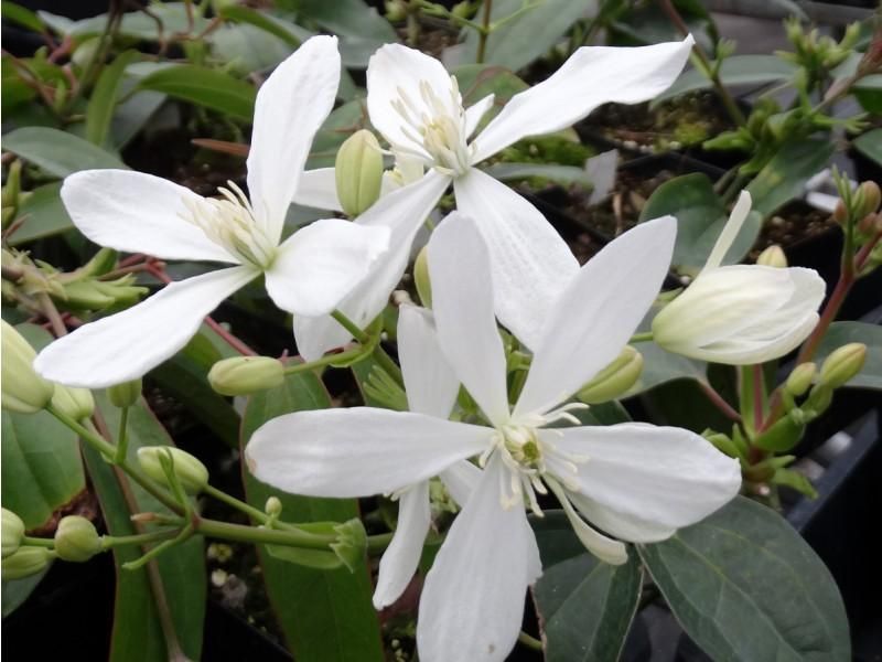 Clematis armandii ‘Snowdrift’ , Clematide - vaso Ø17 cm h 80