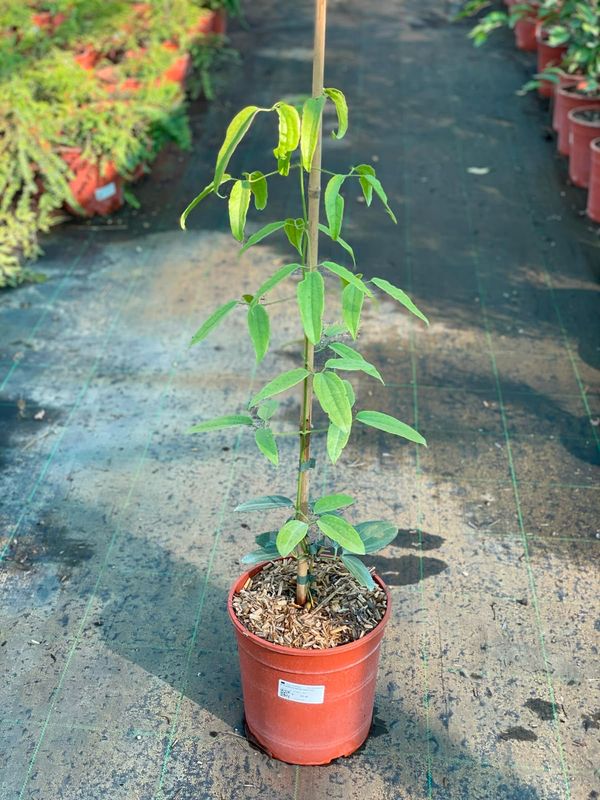Clematis armandii ‘Snowdrift’ , Clematide - vaso Ø17 cm h 80 scd