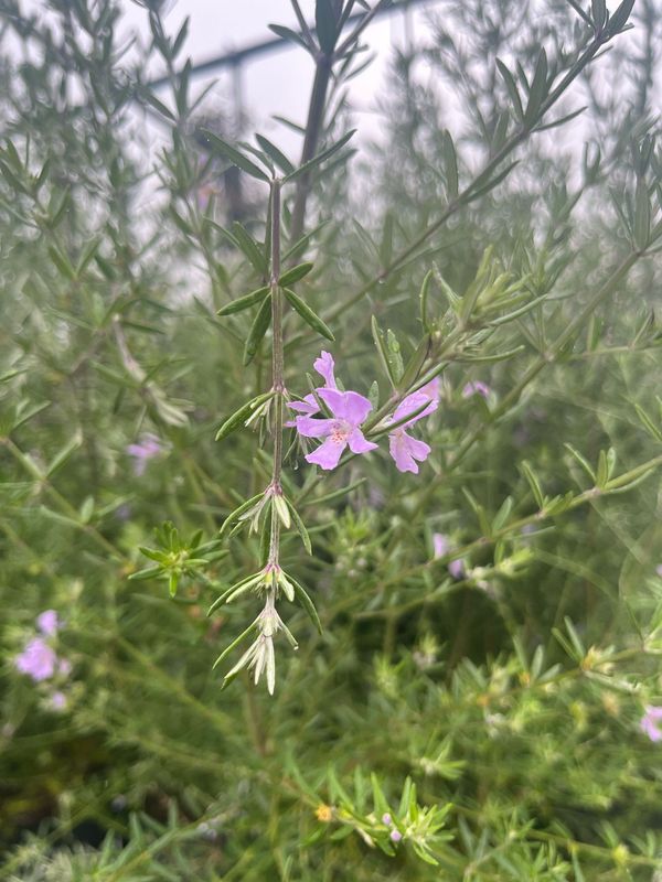 Westringia Fruticosa Purple Flower Shrub - Pot Ø19 cm