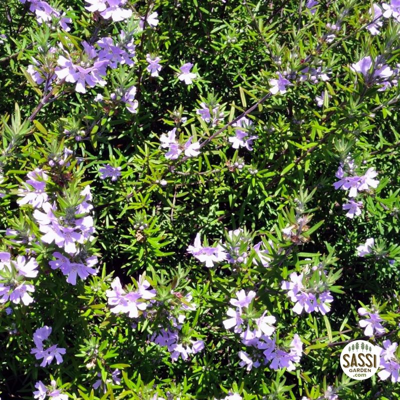 Westringia Fruticosa Purple Flower Shrub - Pot Ø19 cm