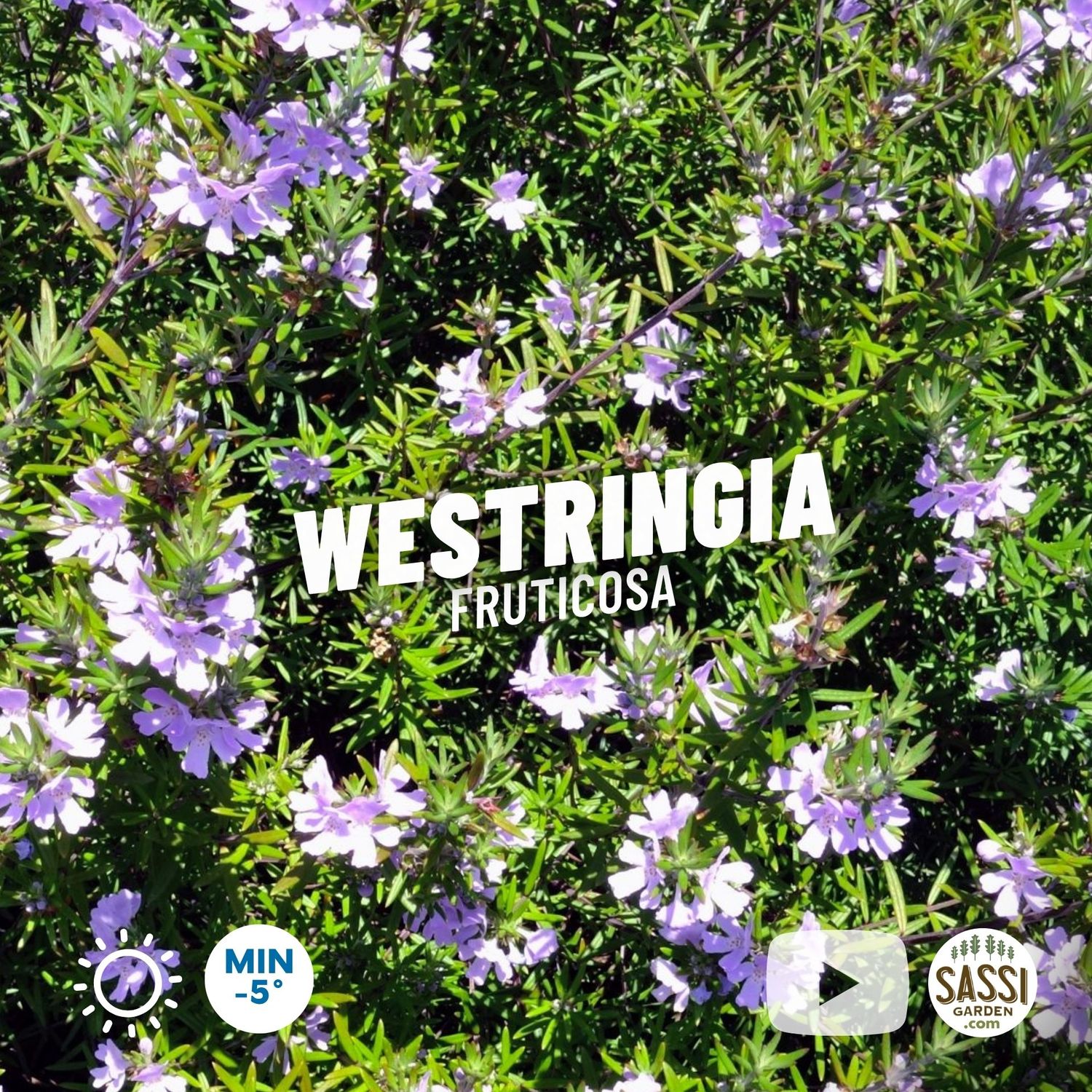 Westringia Fruticosa Purple Flower Shrub - Pot Ø19 cm Westringia Fruticosa Purple Flower Shrub - Pot Ø19 cm