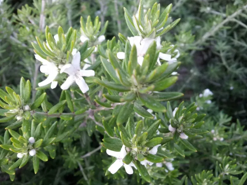 Westringia Fruticosa white flower shrub - pot Ø19 cm