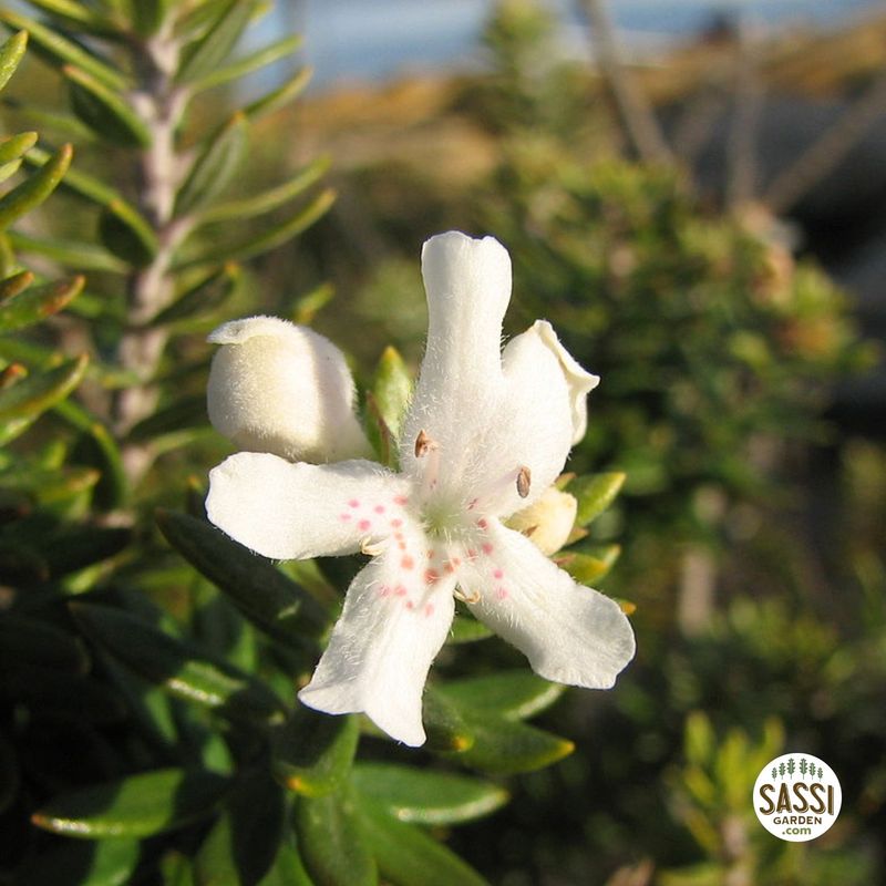Westringia Fruticosa white flower shrub - pot Ø19 cm