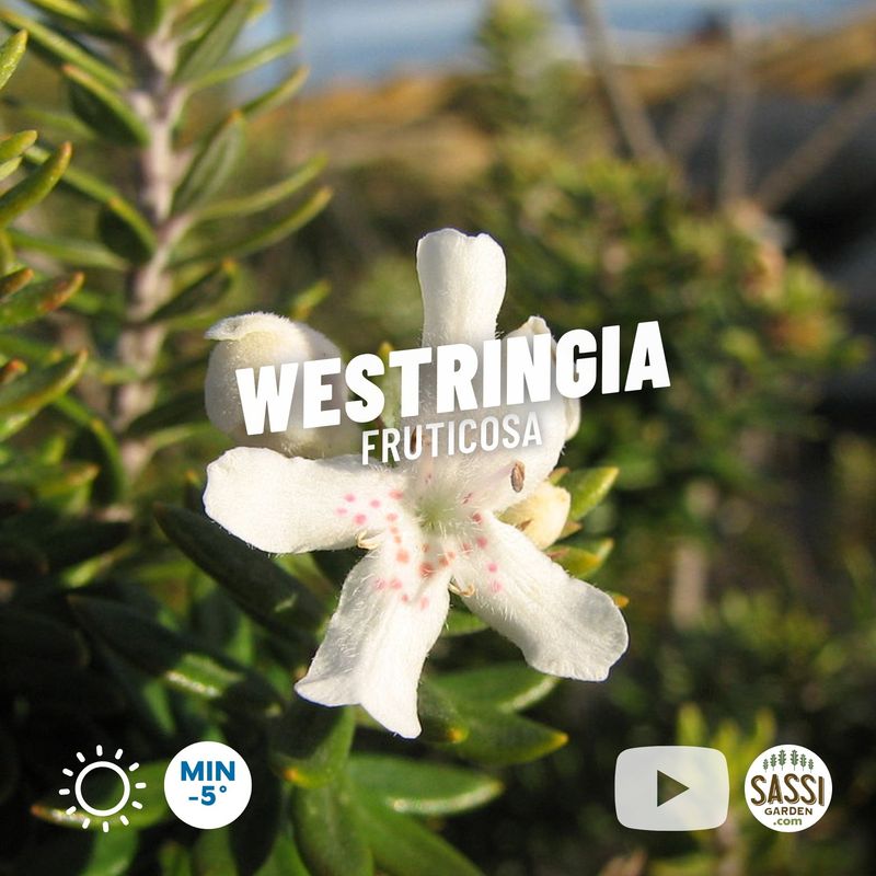 Westringia Fruticosa white flower shrub - pot Ø19 cm