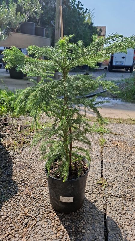 Araucaria Heterophylla, Pino di Norfolk - vaso Ø18 cm, h 90 cm
