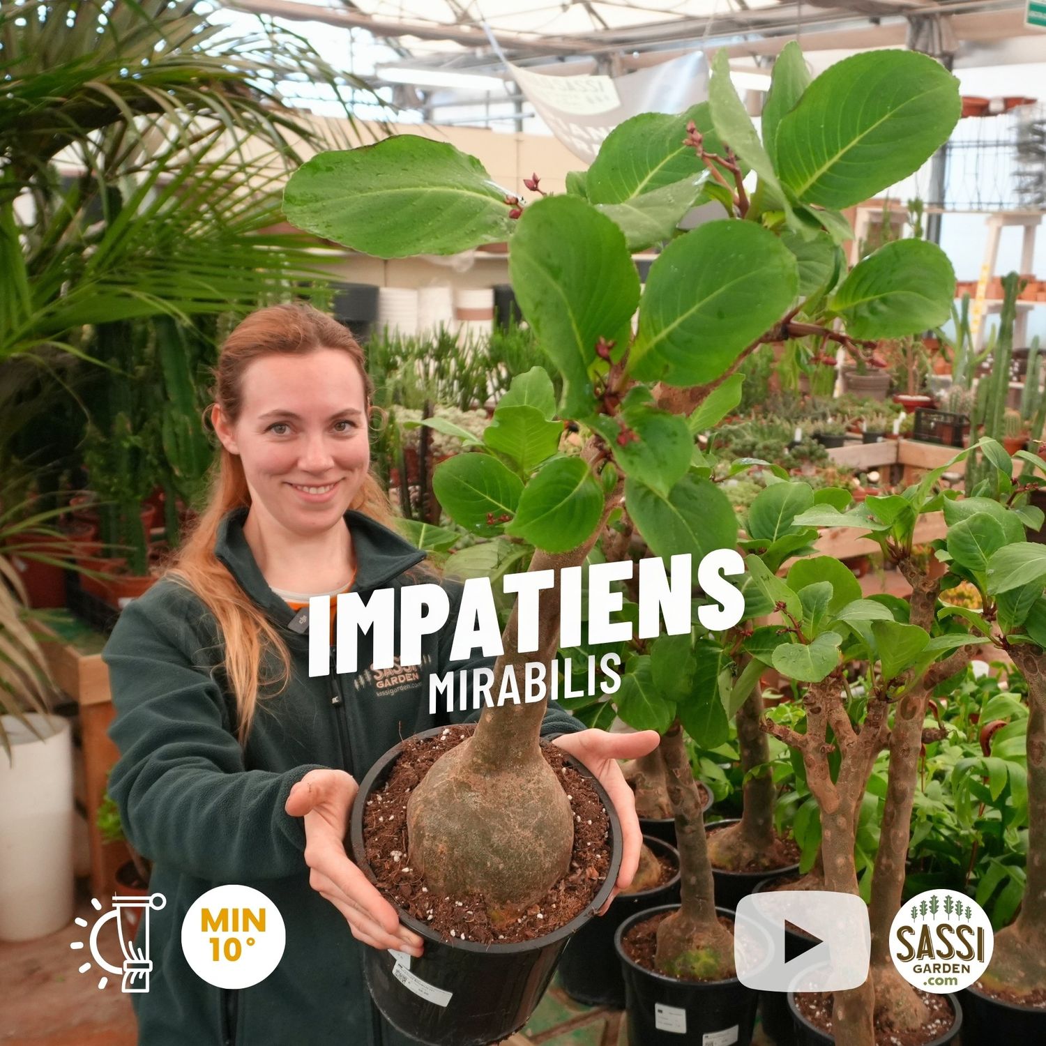 Impatiens mirabilis - pot Ø21 cm