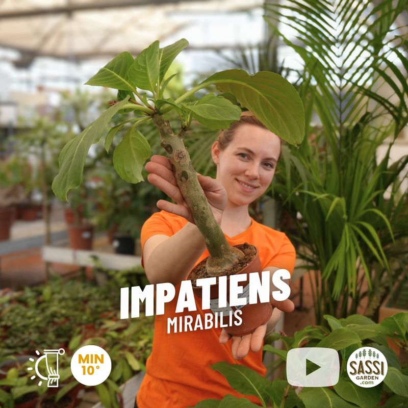 Impatiens mirabilis - pot Ø21 cm