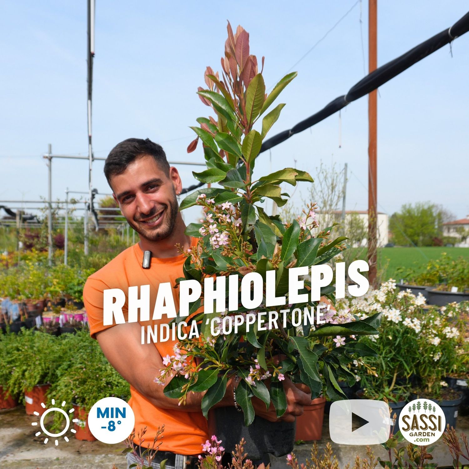 Rhaphiolepis Indica Springtime, Raphiolepis - pot Ø17 cm