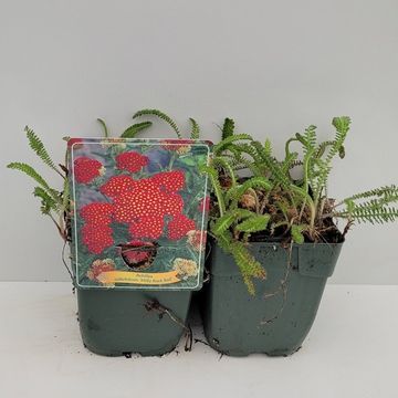 Achillea millefolium 'Milly Rock red', Achillea Millefoglio - vaso Ø11 cm Achillea millefolium 'Milly Rock red', Achillea Millefoglio - vaso Ø11 cm