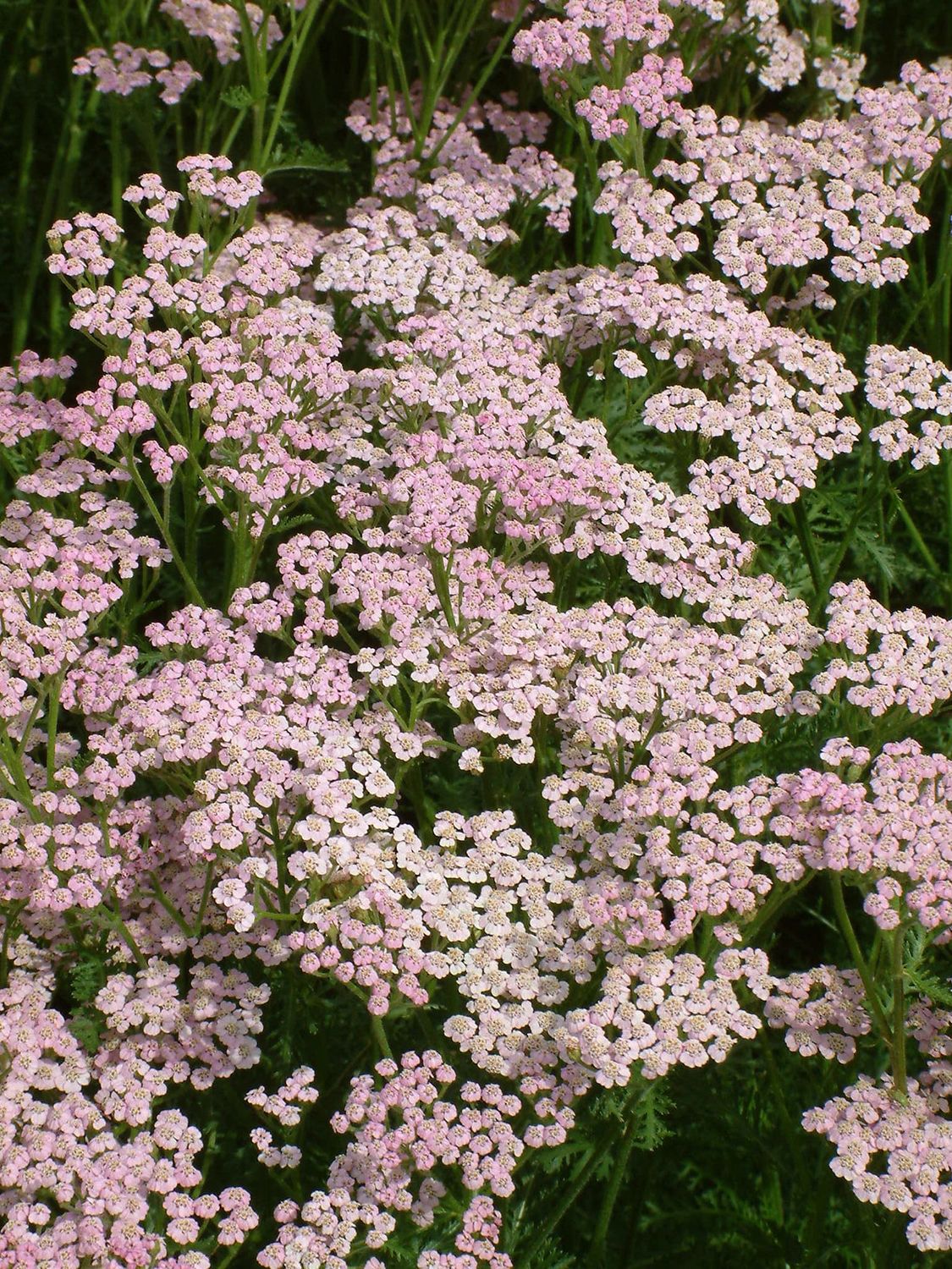 Achillea millefolium 'Lilac Beauty', Achillea Millefoglio - vaso Ø11 cm