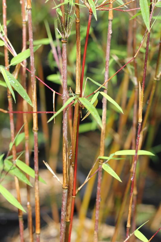 Fargesia nitida Sp. Jiuzhaigou, Bamboo - vaso Ø24 cm