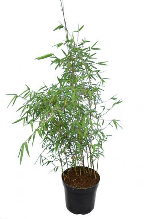 Fargesia nitida Sp. Jiuzhaigou, Bamboo - vaso Ø24 cm