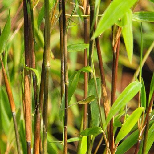 Fargesia nitida Volcano, Bamboo - vaso Ø24 cm