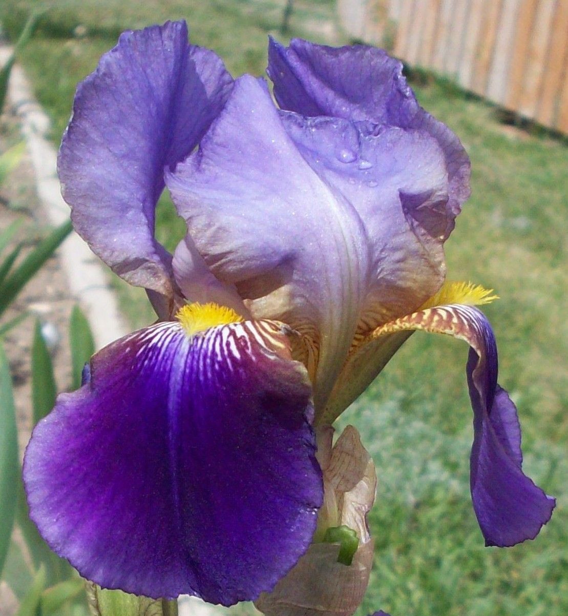 Iris Germanica 'Lent A. Williamson' - vaso Ø12 cm quadrato Iris Germanica 'Lent A. Williamson' - vaso Ø12 cm quadrato