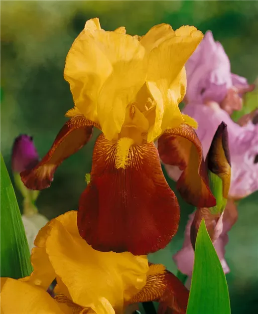 Iris Germanica 'Caligula' - vaso Ø12 cm quadrato Iris Germanica 'Caligula' - vaso Ø12 cm quadrato