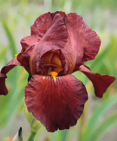 Iris Germanica 'Faboulous Jeanette' - vaso Ø12 cm quadrato Iris Germanica 'Faboulous Jeanette' - vaso Ø12 cm quadrato