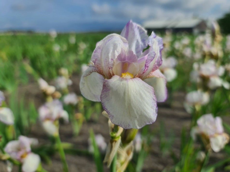 Iris Germanica 'Doll Ribbons' - vaso Ø12 cm quadrato