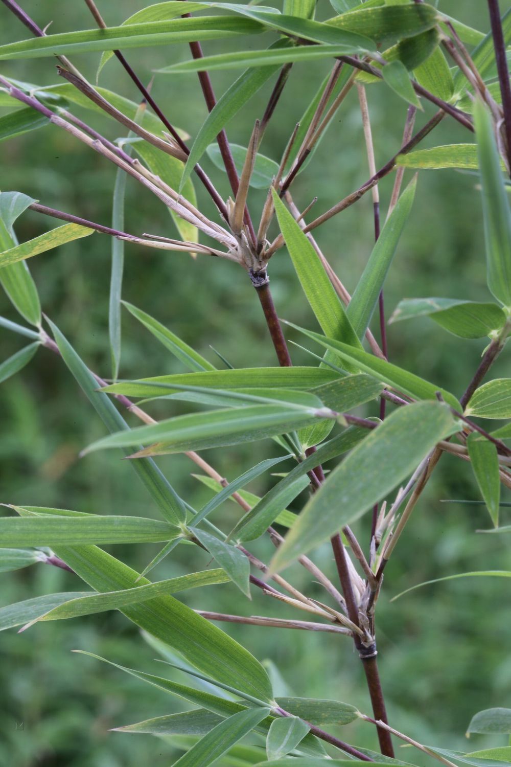 Fargesia nitida Black Pearl, Bamboo - vaso Ø24 cm