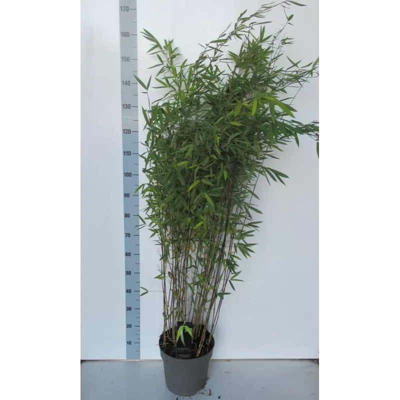 Fargesia nitida Black Pearl, Bamboo - vaso Ø24 cm