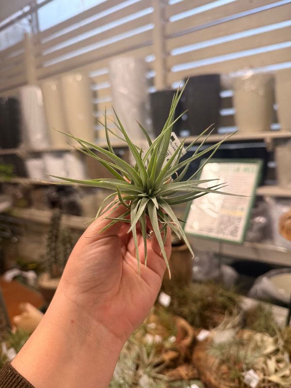 Tillandsia Kathy