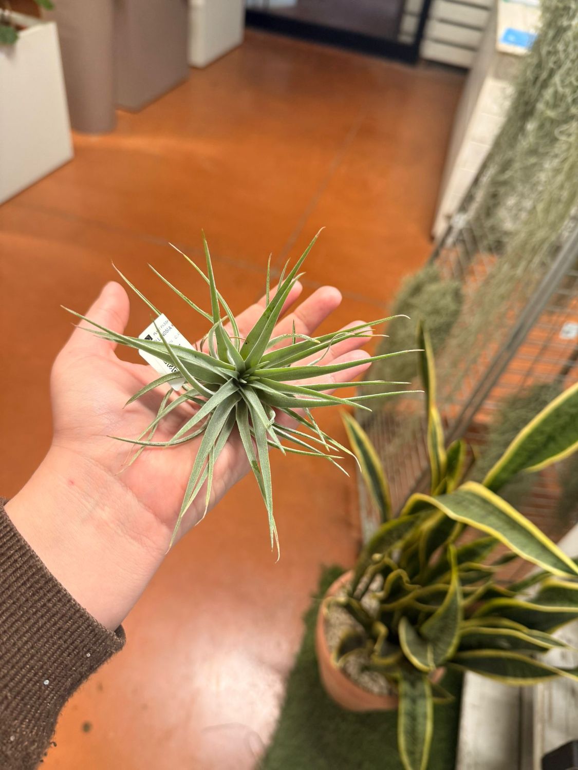 Tillandsia Kathy