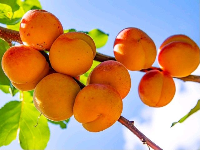 Albicocco 'Veecot' , Prunus armeniaca 'Veecot'- vaso Ø25 cm