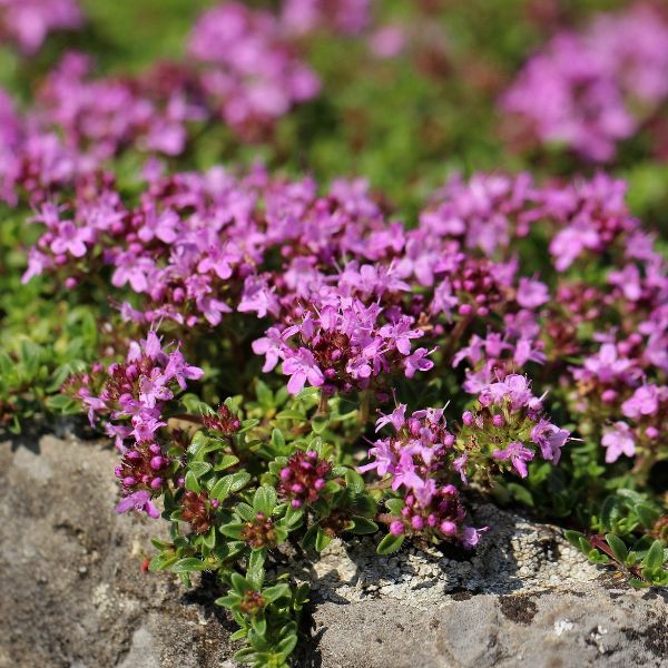 Timo serpentillo, Timo serpillo 'Red Carpet', Thymus - vaso Ø11 cm