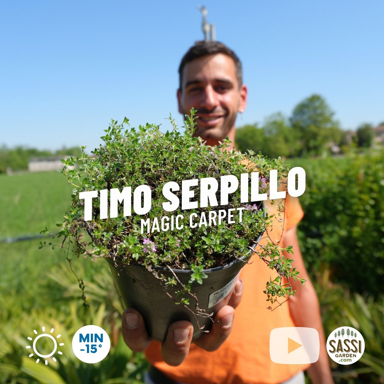 Timo serpentillo, Timo serpillo 'Red Carpet', Thymus - vaso Ø15 cm