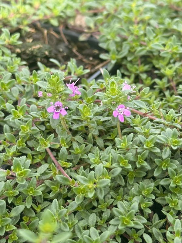 Timo serpentillo, Timo serpillo 'Red Carpet', Thymus - vaso Ø11 cm