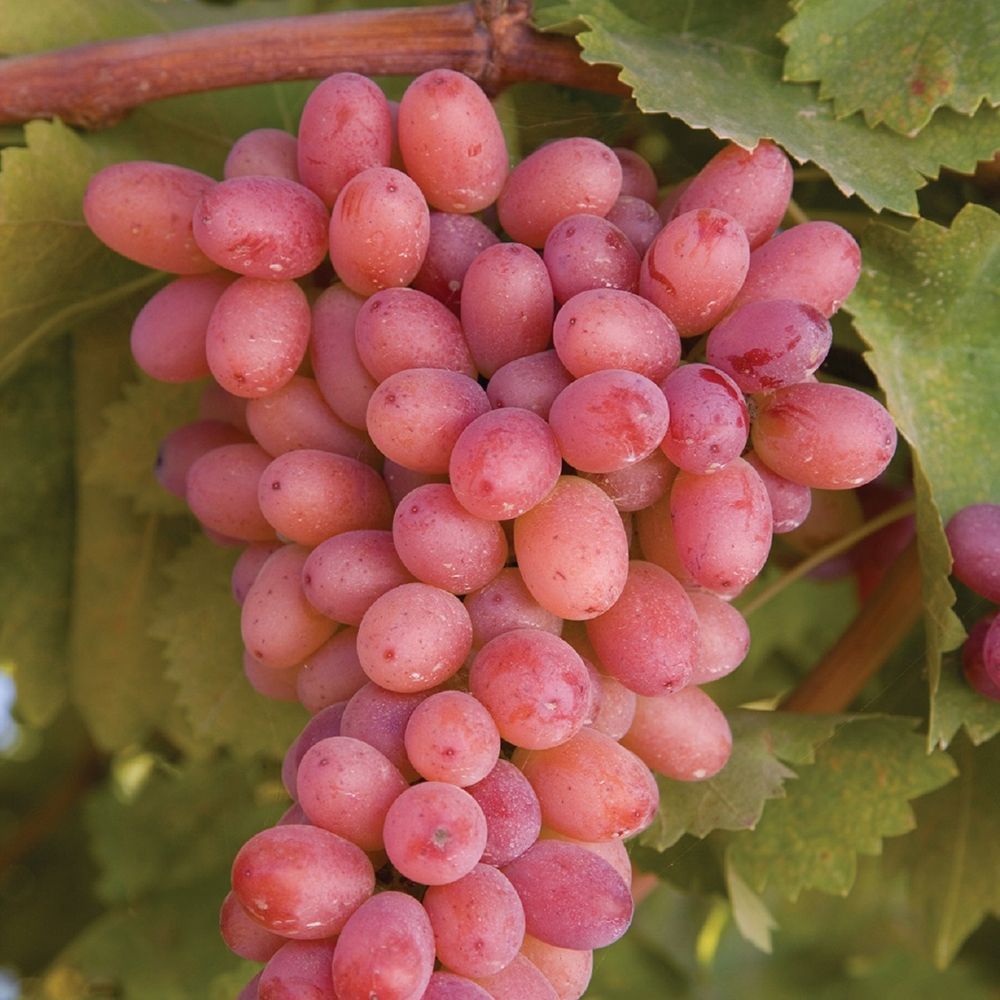 Vite da tavola Crimson Seedless,  Vitis vinifera, Uva - vaso Ø12 cm