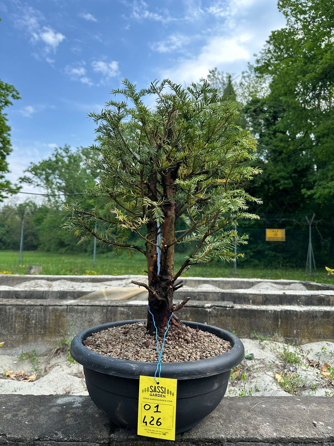 Tasso, Taxus baccata, Pezzo Unico n. 01-426 - h 60 cm PREBONSAI, BONSAI