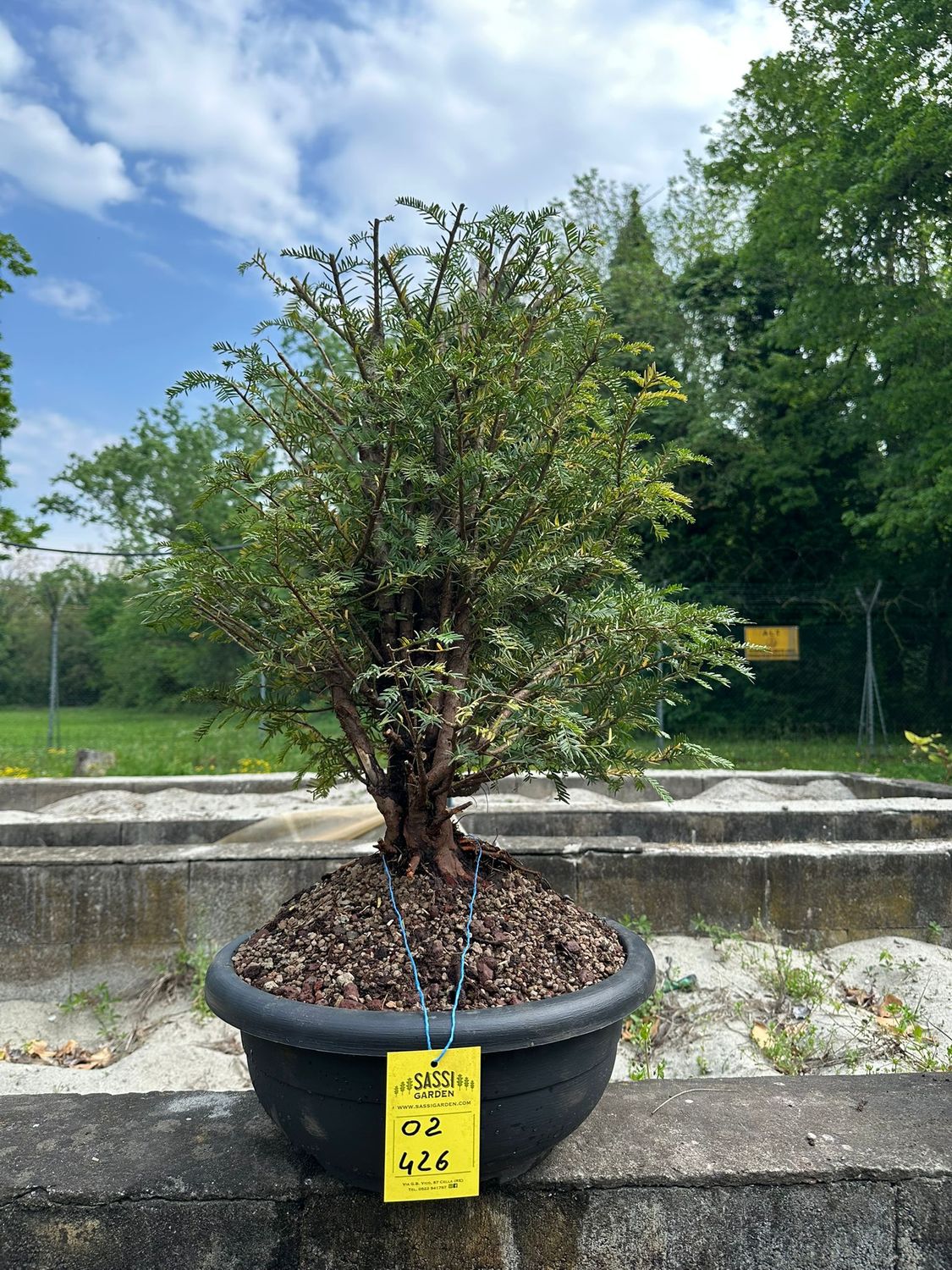 Tasso, Taxus baccata, Pezzo Unico n. 02-426 - h 60 cm PREBONSAI, BONSAI